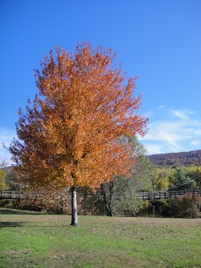 Fall 2009 