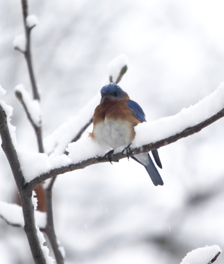 BlueBirdsMarch25,2013002 blog