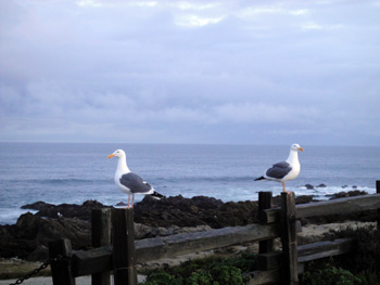 Asilomar 027 blog