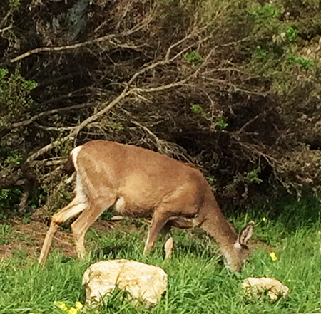 blog Asilomar