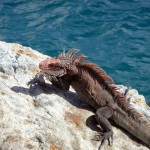 Caribbean 2010 Iguana