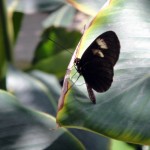 Caribbean 2010 butterfly 3