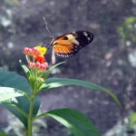 Caribbean 2010 butterfly 5