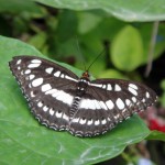 Caribbean 2010 butterfly 6