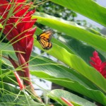 Caribbean 2010 butterfly 7