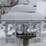 Snow 2010 3