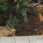 Groundhogs&humminbird 035