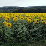 sunflowers 002 blog