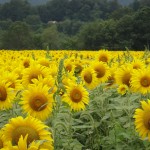 sunflowers 008 blog