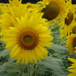 sunflowers 017 blog