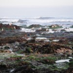 Asilomar 014 blog