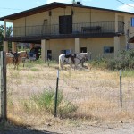 New Mexico 269 blog