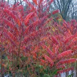 Fall2012 002 blog