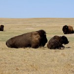 South Dakota 106 blog