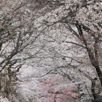 Blog 7