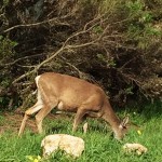 blog Asilomar