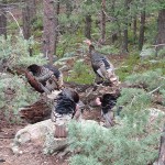 blog 6