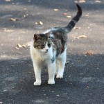 cat 2 blog