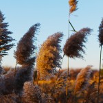 Blog 2