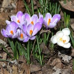 Blog 10a