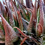 Blog 11