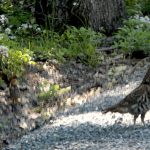 Blog 17