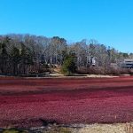 Blog 7