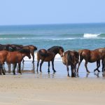 Outer Banks 2010 020